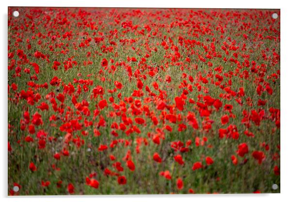 Field of Poppies Acrylic by Glen Allen