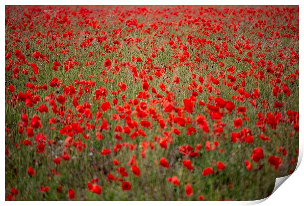 Field of Poppies Print by Glen Allen