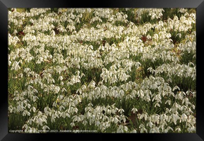 Snowdrop flowers  Framed Print by Simon Johnson