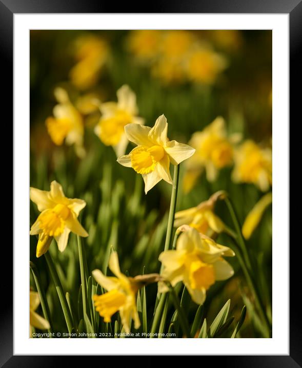 Daffodils  flowers Framed Mounted Print by Simon Johnson
