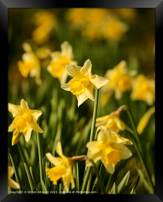 Daffodils  flowers Framed Print by Simon Johnson