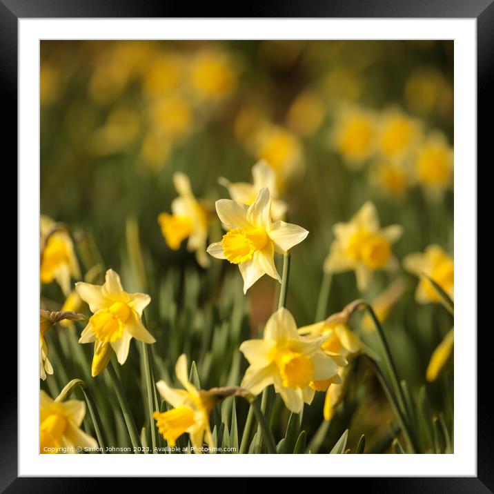 Daffodil flower Framed Mounted Print by Simon Johnson