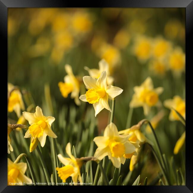 Daffodil flower Framed Print by Simon Johnson