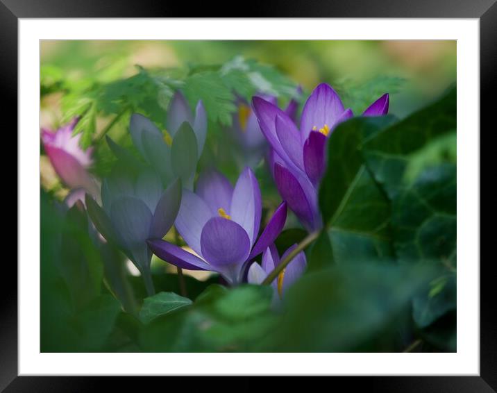 Wild Crocus  Framed Mounted Print by Victor Burnside