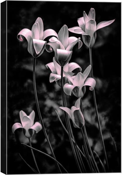 Wild Tulips Canvas Print by Chris Lord