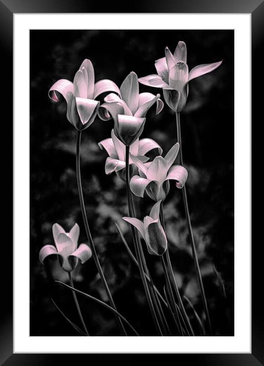 Wild Tulips Framed Mounted Print by Chris Lord