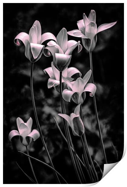 Wild Tulips Print by Chris Lord