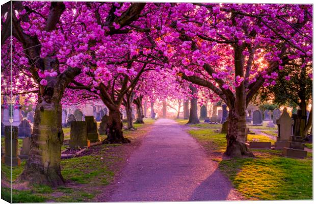 Cherry Blossom Archway Normanton, West Yorkshire Canvas Print by Tim Hill