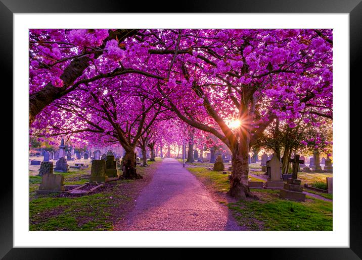 Cherry Blossom Archway Normanton, West Yorkshire Framed Mounted Print by Tim Hill