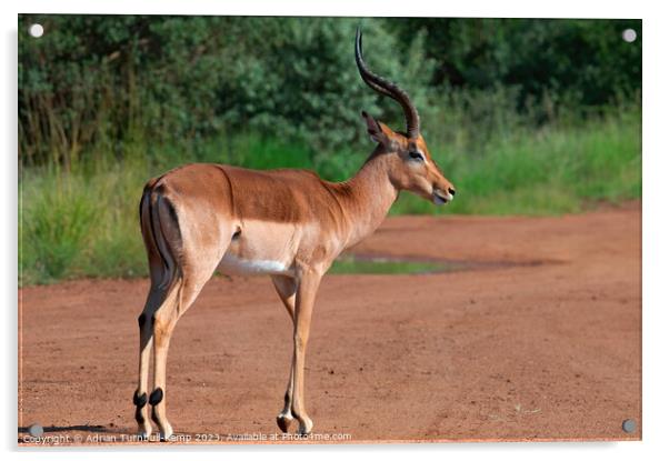 Impala ram (Aepycernos melampus) displays his long, graceful lyrate horns  Acrylic by Adrian Turnbull-Kemp