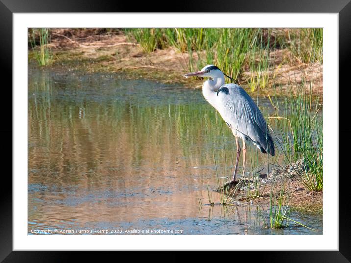 At the water's edge Framed Mounted Print by Adrian Turnbull-Kemp