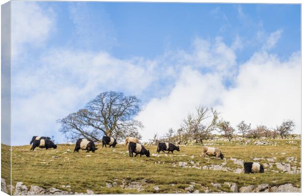 Cattle grazing on the hillside Canvas Print by Jason Wells