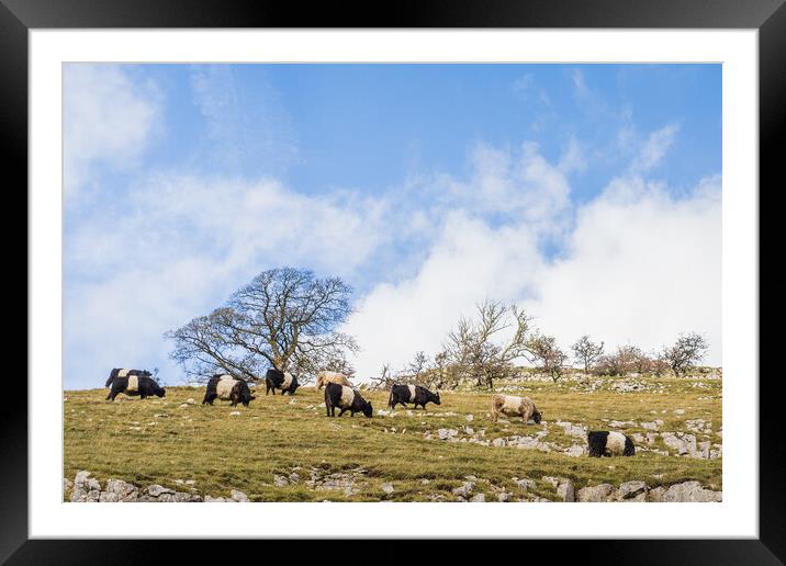 Cattle grazing on the hillside Framed Mounted Print by Jason Wells