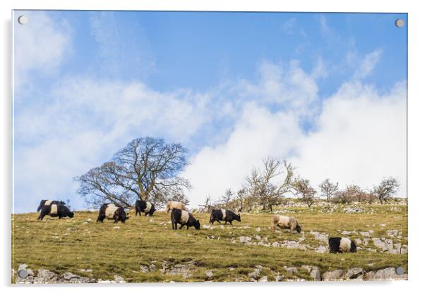 Cattle grazing on the hillside Acrylic by Jason Wells