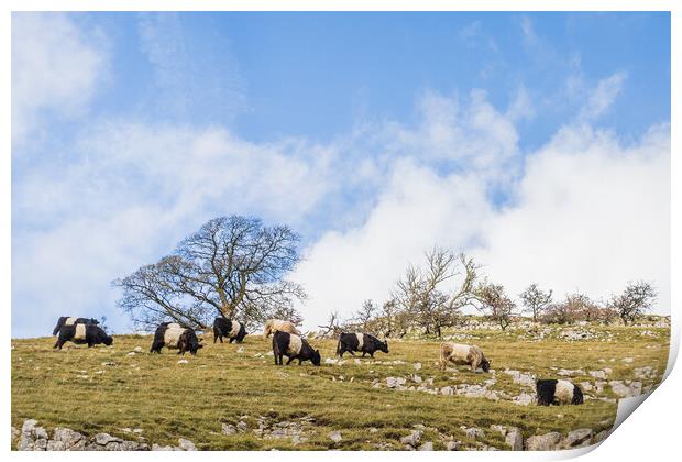 Cattle grazing on the hillside Print by Jason Wells