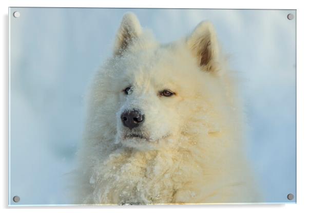 samoyed portrait in the snow Acrylic by Balázs Tóth