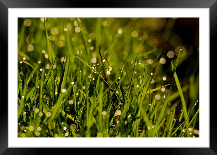 Waterdrops on green grass Framed Mounted Print by Balázs Tóth