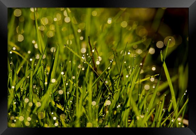 Waterdrops on green grass Framed Print by Balázs Tóth