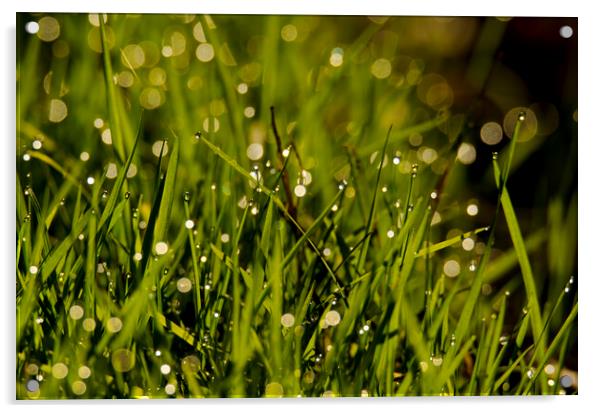 Waterdrops on green grass Acrylic by Balázs Tóth