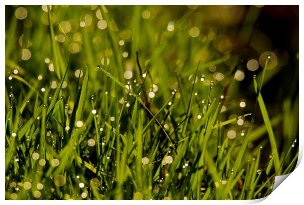 Waterdrops on green grass Print by Balázs Tóth
