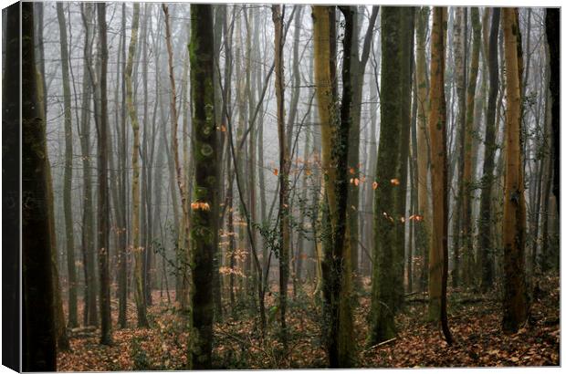 The ancient beech woods of Fforest Fawr  Canvas Print by Leighton Collins