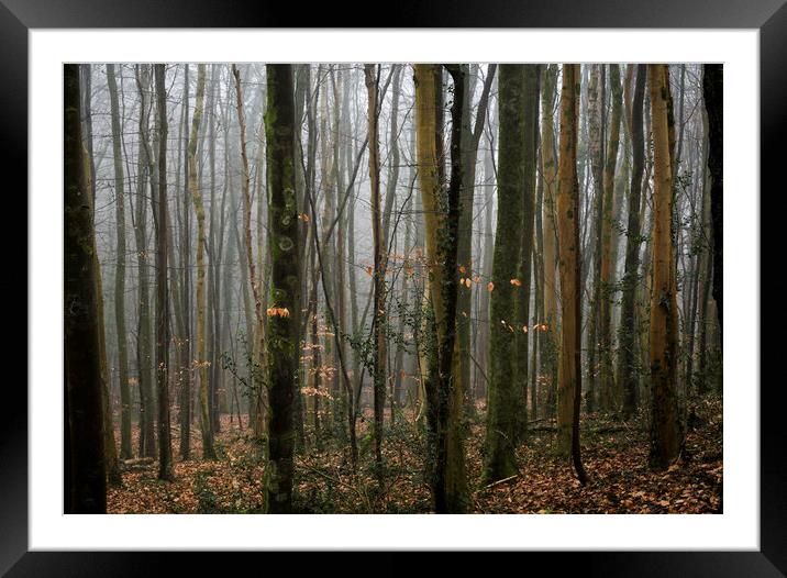The ancient beech woods of Fforest Fawr  Framed Mounted Print by Leighton Collins