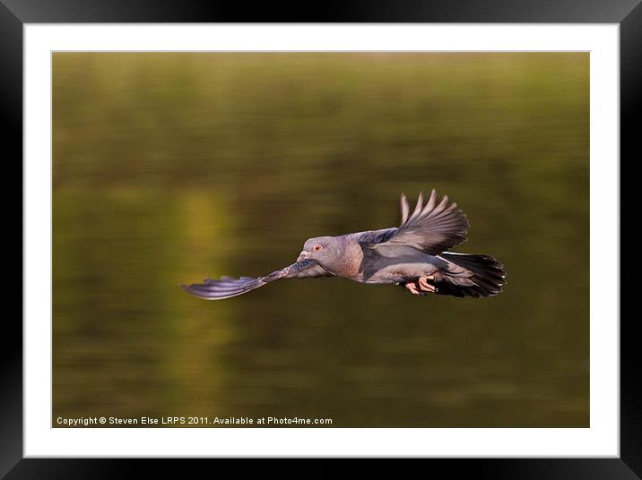 Catch the Pigeon Framed Mounted Print by Steven Else ARPS