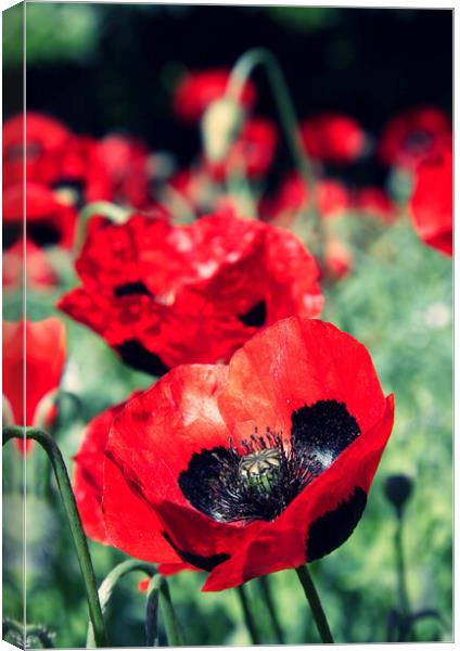 Red poppies. Canvas Print by Jim Allan