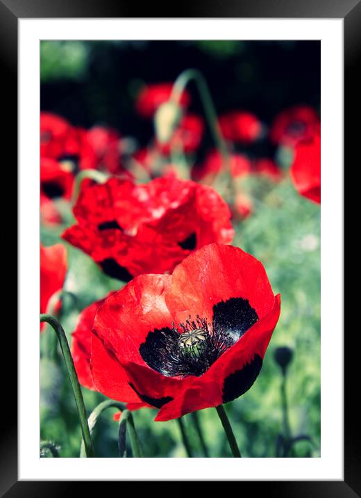 Red poppies. Framed Mounted Print by Jim Allan