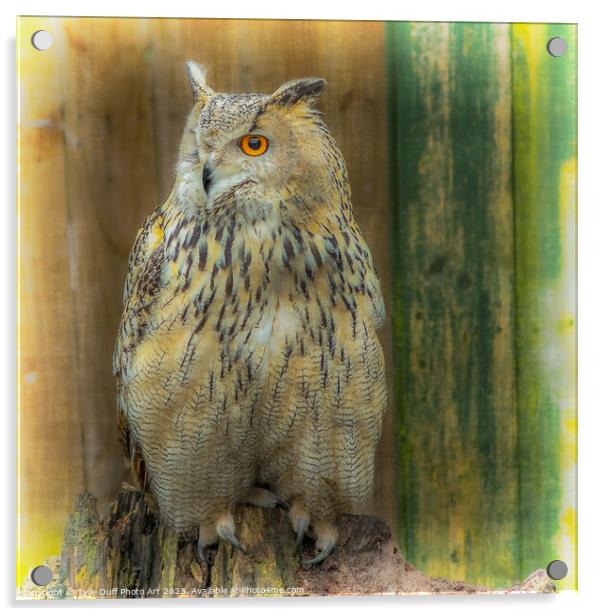 Eagle Owl Acrylic by Tylie Duff Photo Art
