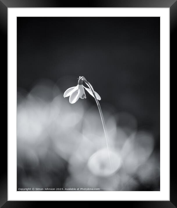   Snowdrop in the spotlight Framed Mounted Print by Simon Johnson