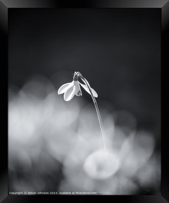   Snowdrop in the spotlight Framed Print by Simon Johnson