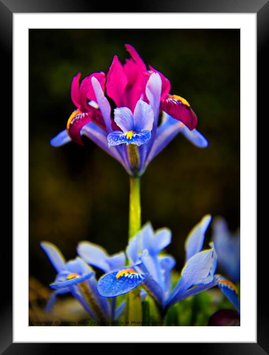 Majestic Iris Garden Framed Mounted Print by Jeremy Sage
