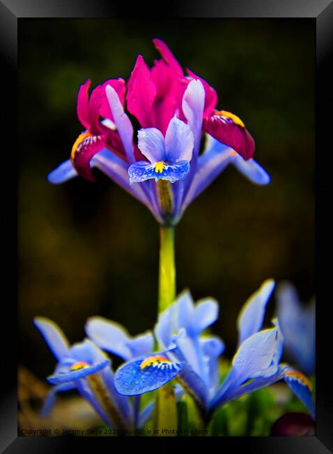 Majestic Iris Garden Framed Print by Jeremy Sage