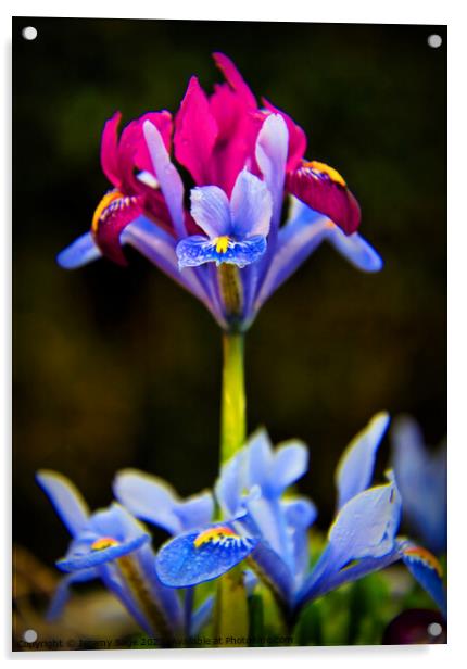 Majestic Iris Garden Acrylic by Jeremy Sage
