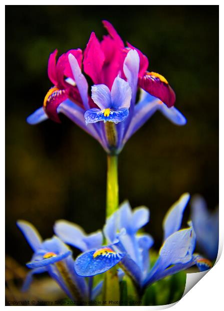 Majestic Iris Garden Print by Jeremy Sage