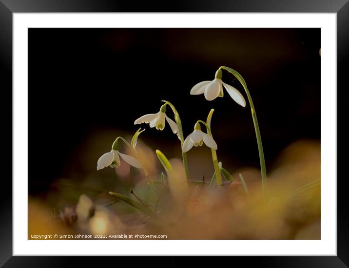 Snowdrop family  Framed Mounted Print by Simon Johnson