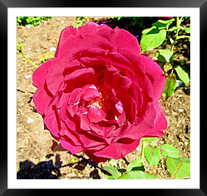 Red Rose Framed Mounted Print by Stephanie Moore