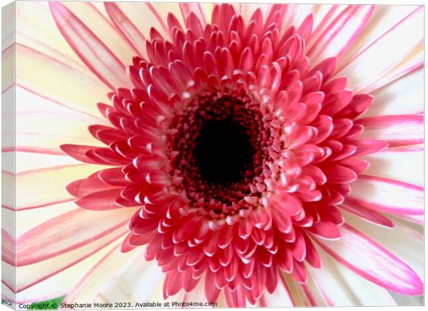 Pink Daisy Canvas Print by Stephanie Moore