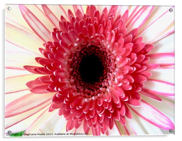 Pink Daisy Acrylic by Stephanie Moore