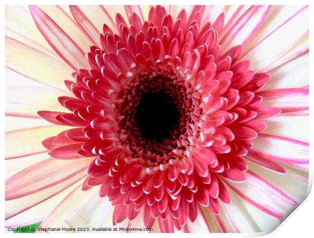 Pink Daisy Print by Stephanie Moore