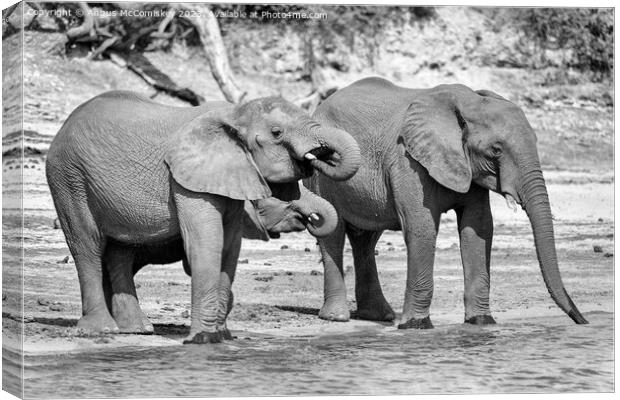 Elephants on bank of Chobe River in Botswana mono Canvas Print by Angus McComiskey