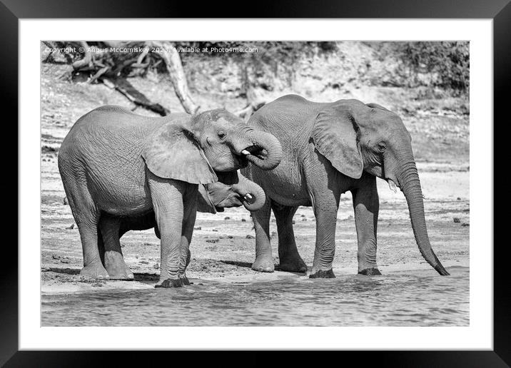 Elephants on bank of Chobe River in Botswana mono Framed Mounted Print by Angus McComiskey