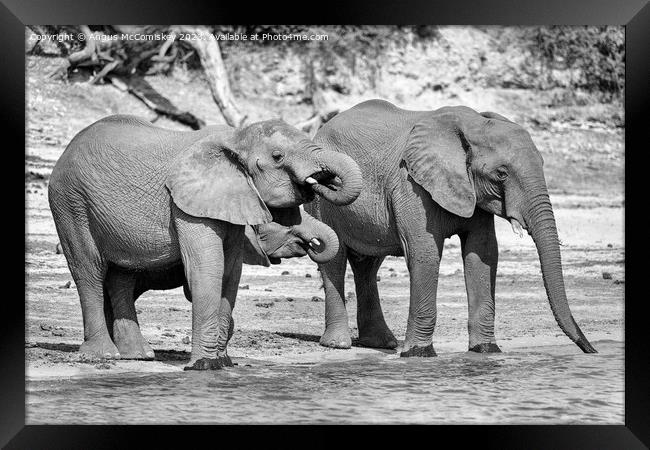 Elephants on bank of Chobe River in Botswana mono Framed Print by Angus McComiskey