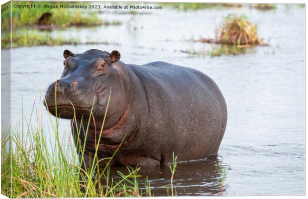 Defiant hippo, Okavango Delta, Botswana Canvas Print by Angus McComiskey