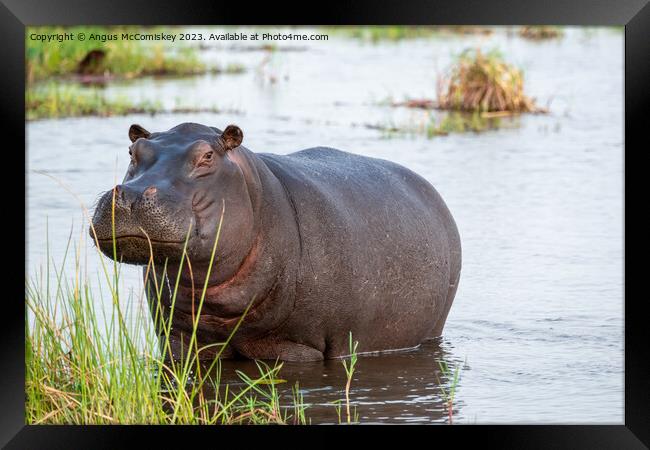Defiant hippo, Okavango Delta, Botswana Framed Print by Angus McComiskey