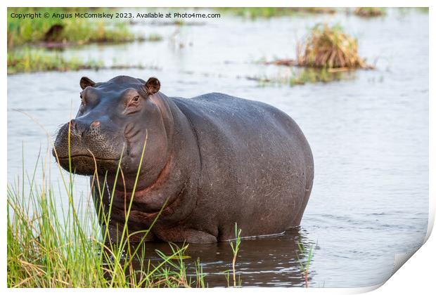 Defiant hippo, Okavango Delta, Botswana Print by Angus McComiskey