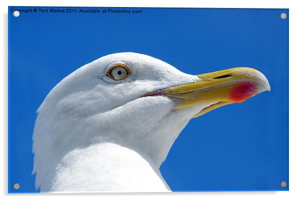 Beady eyed herring gull Acrylic by Terri Waters
