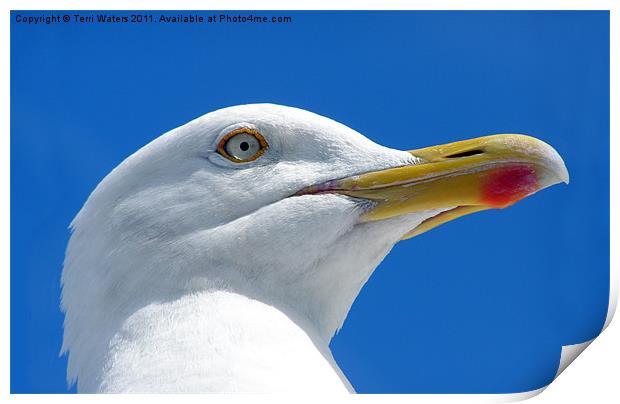 Beady eyed herring gull Print by Terri Waters