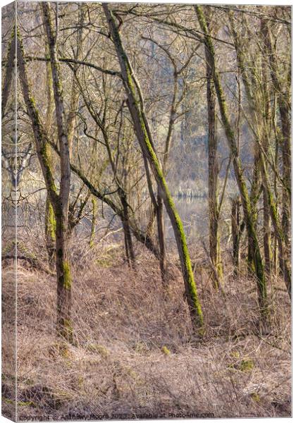 Woodland at Daventry Country Park Canvas Print by Anthony Moore